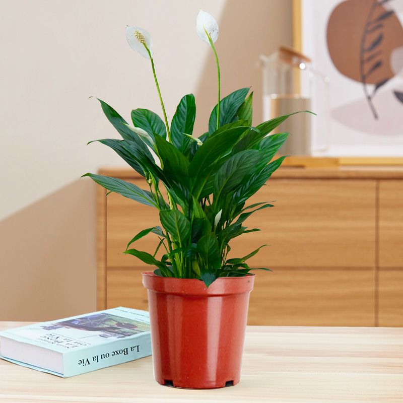 0.3一帆风顺白掌