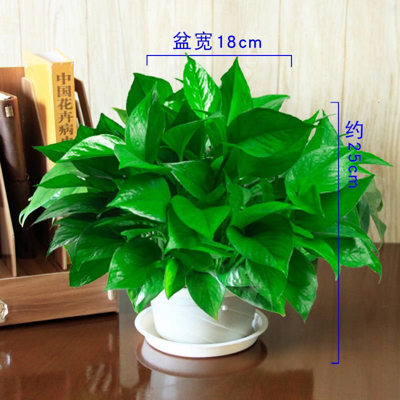 180绿萝吊兰绿箩