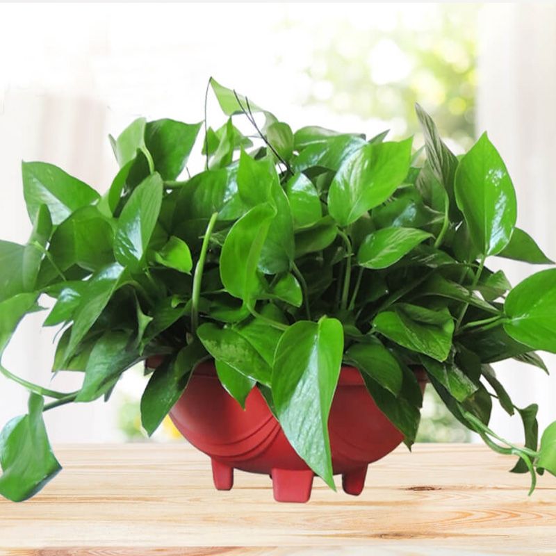 360大绿萝吊兰绿箩