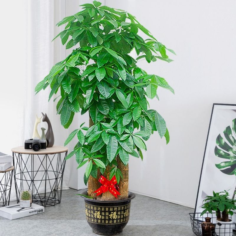 1.7步步高发财树