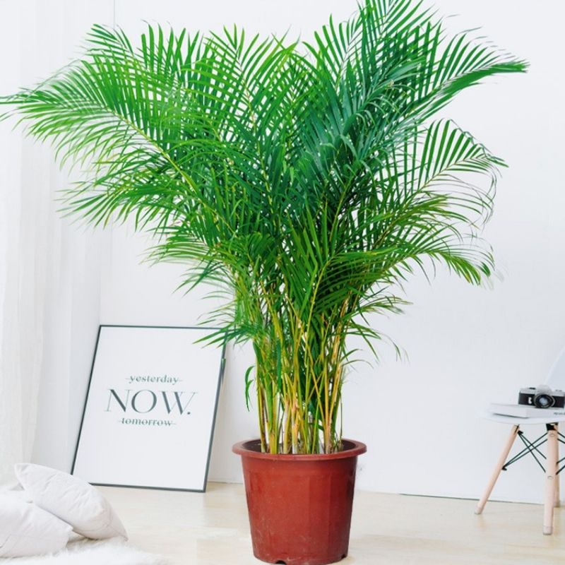 1.8散尾葵凤尾竹