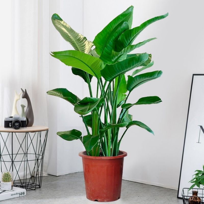 1.5天堂鸟鹤望兰