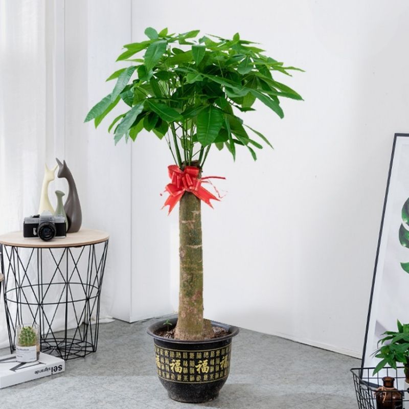 1.8单杆独杆发财王发财树