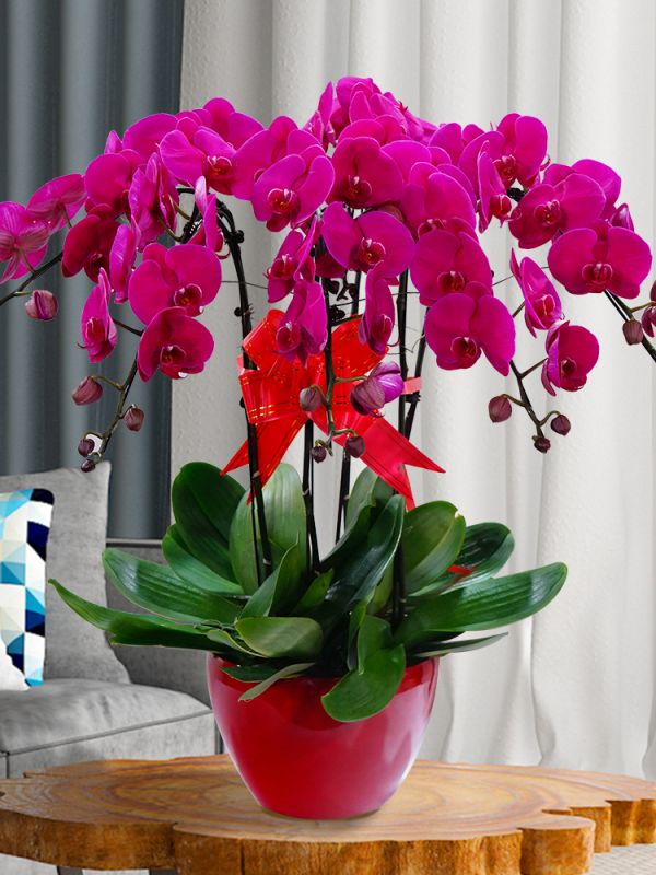 8株红树脂盆大辣椒蝴蝶兰