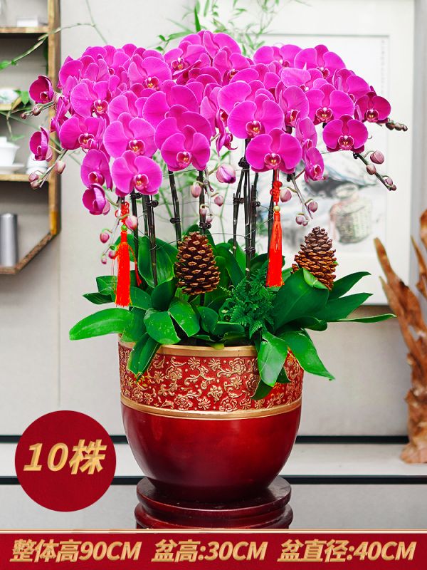 红色鎏金盆10株紫色蝴蝶兰