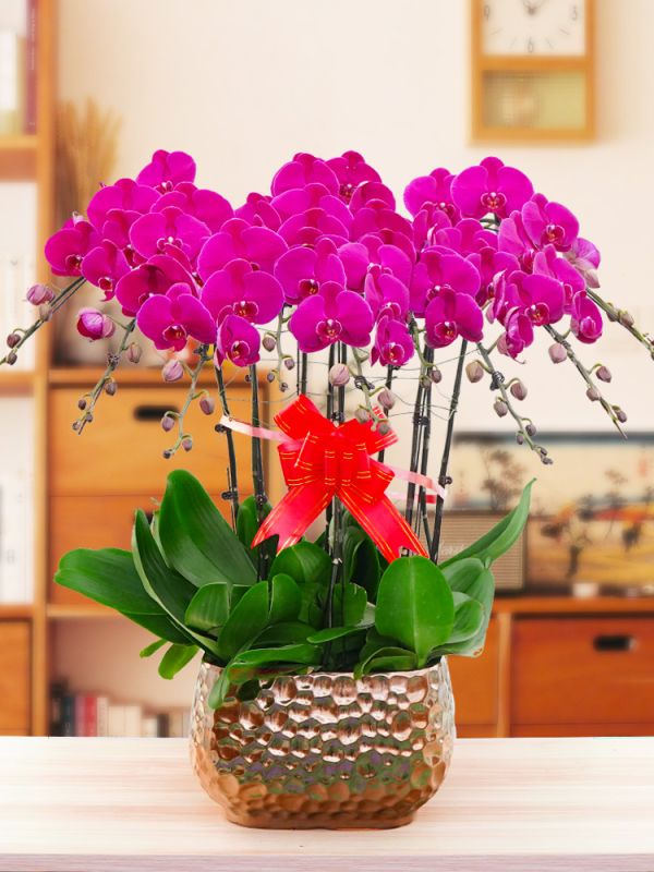 蝴蝶兰镀金盆10株大辣椒