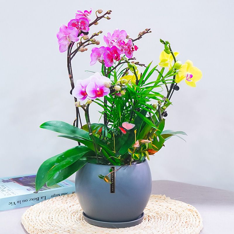 蝴蝶兰孔雀+甜格格+宝贝3株