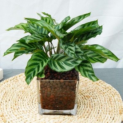 水培陶粒四方玻璃瓶翠叶