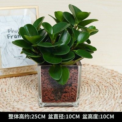 水培陶粒四方玻璃瓶豆瓣绿