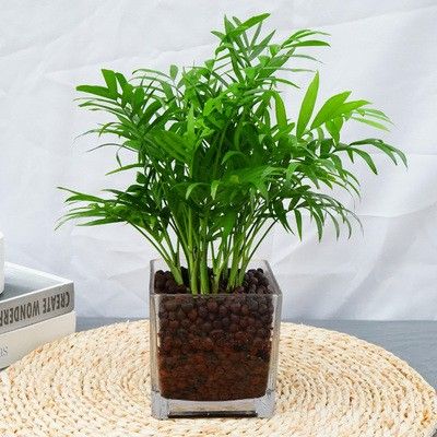 水培陶粒四方玻璃瓶袖珍椰子