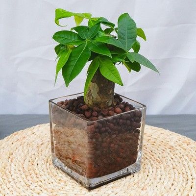 水培陶粒四方玻璃瓶小单杆发财树