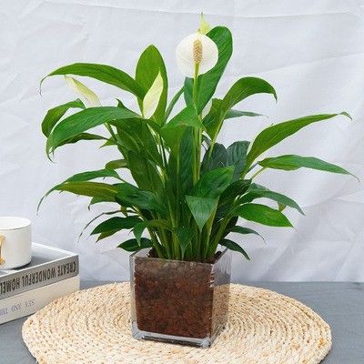 水培陶粒四方玻璃瓶一帆风顺白掌