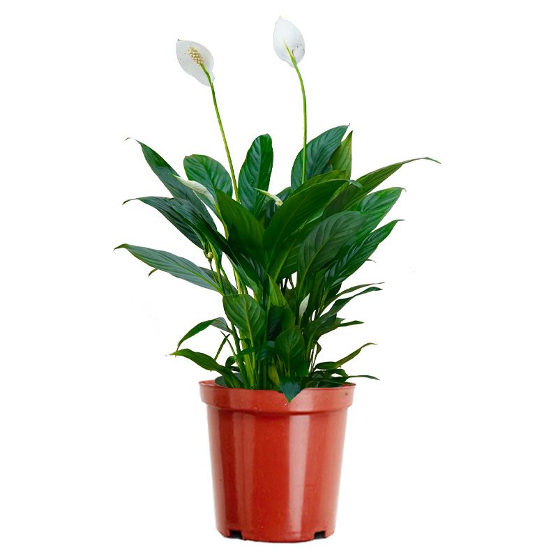 小一帆风顺白掌0.2