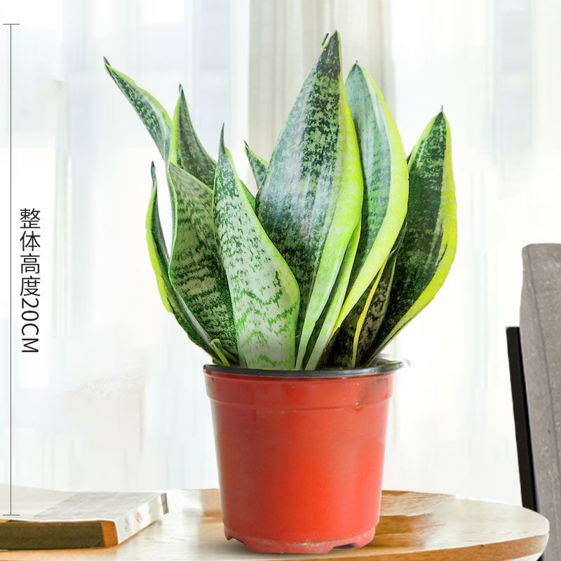 虎皮兰虎尾兰0.2