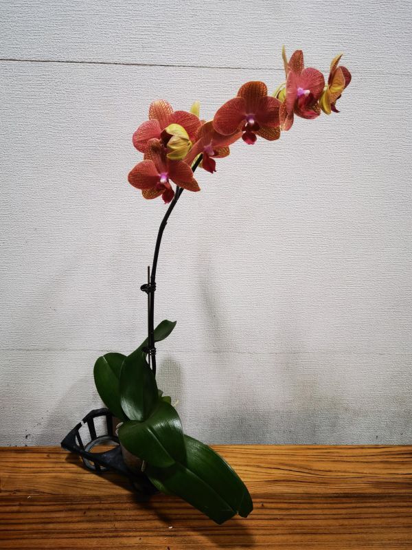 蝴蝶兰金桔1株原盆