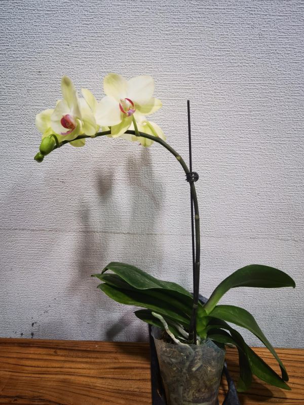 蝴蝶兰绿丝绒1株原盆