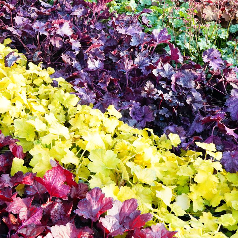 矾根1盆颜色随机