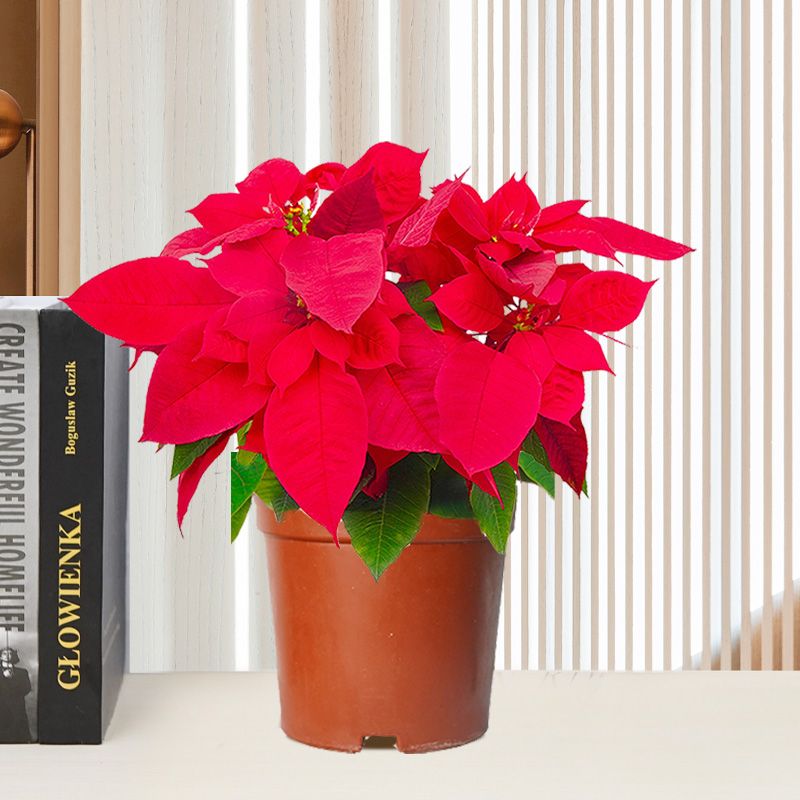 一品红圣诞花（红色）0.4