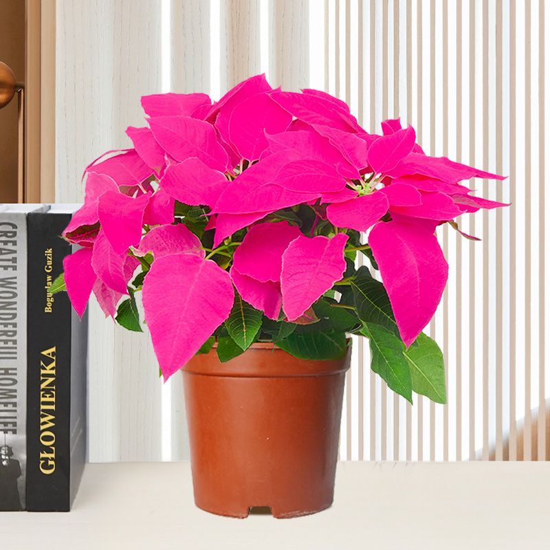 一品红圣诞花（粉色）0.3