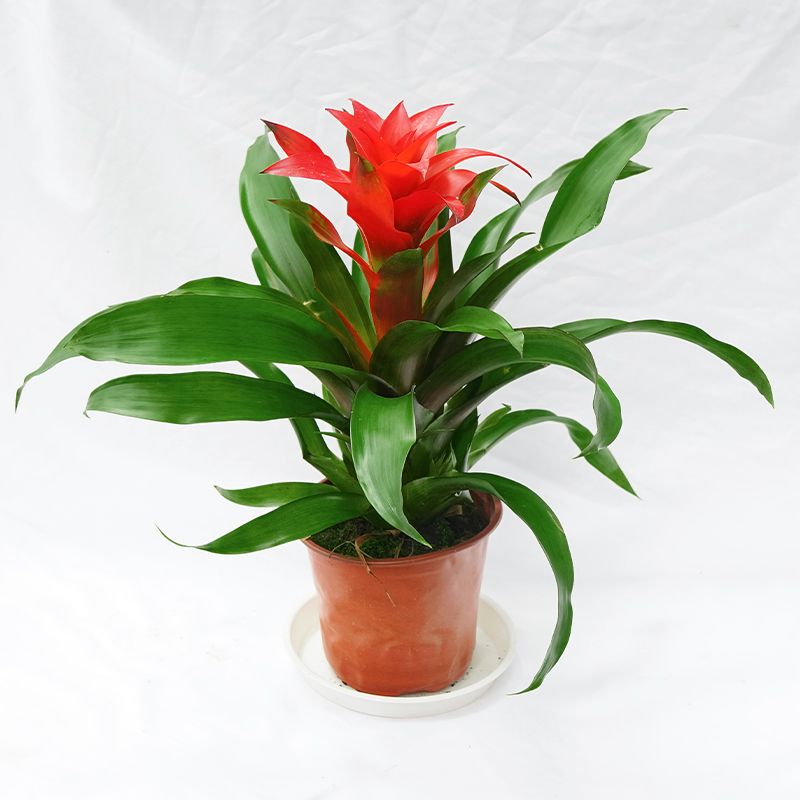 0.3凤梨鸿运当头