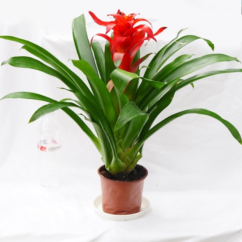 0.6平头红凤梨鸿运当头