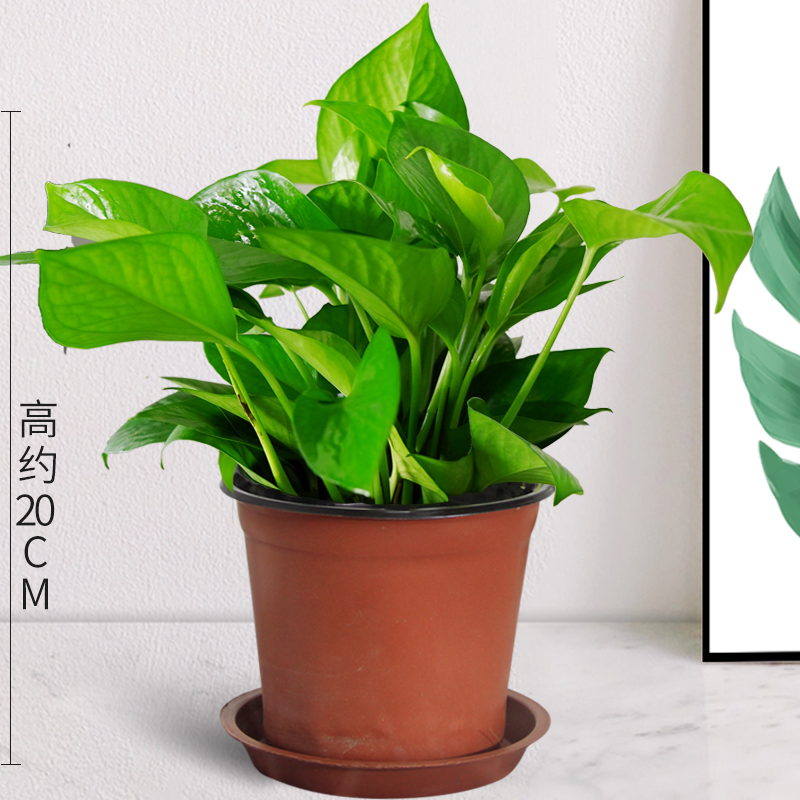 迷你绿萝吊兰绿箩