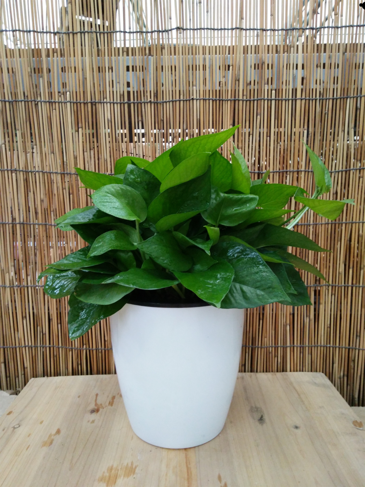 白色蓄水塑料盆绿萝吊兰大号绿箩（180）