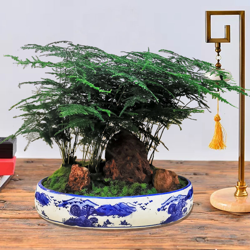 椭圆青花盆文竹盆景大号35