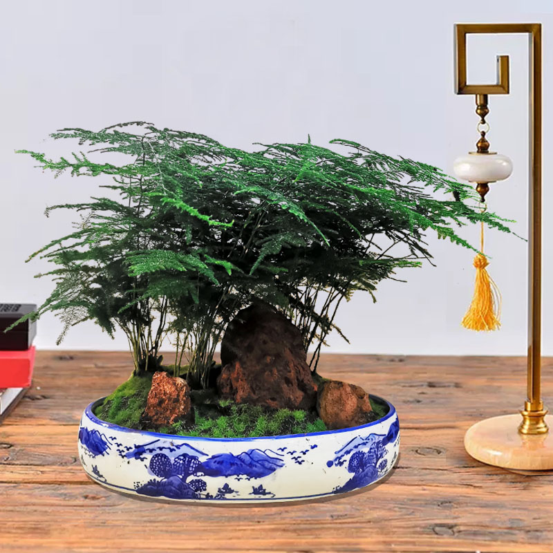 椭圆青花盆文竹盆景中号30