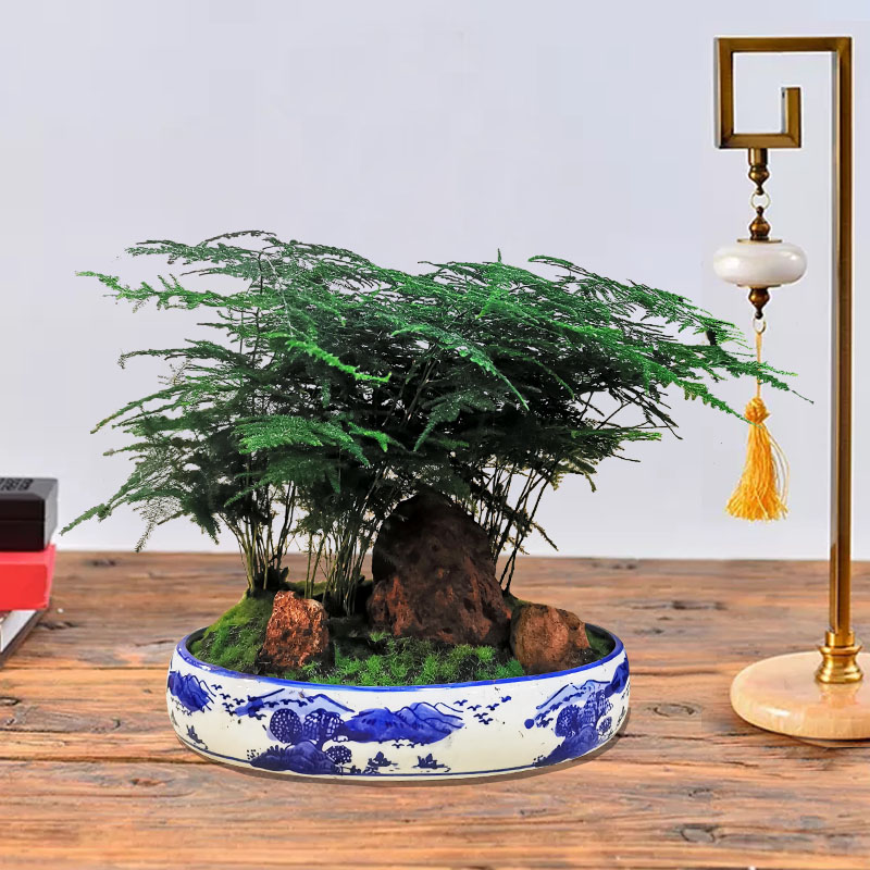 椭圆青花盆文竹盆景小号25