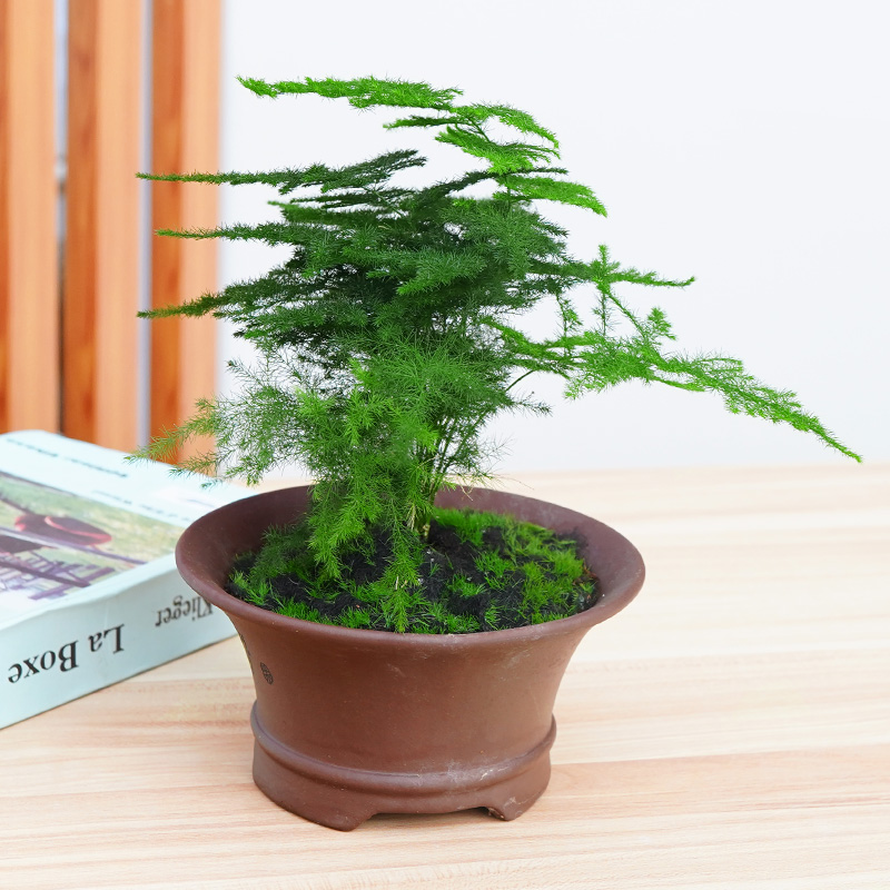 文竹盆景圆形紫砂盆0.2