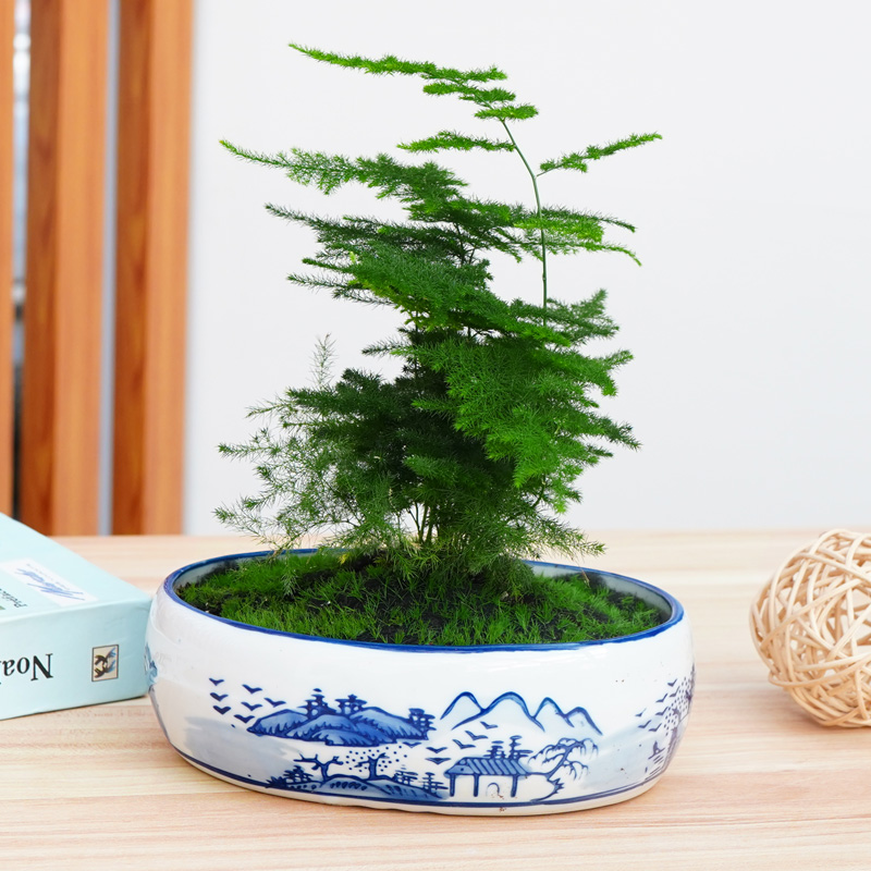 文竹盆景青花圆瓷盆0.2