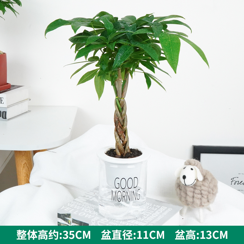 早安透明水培五福发财树