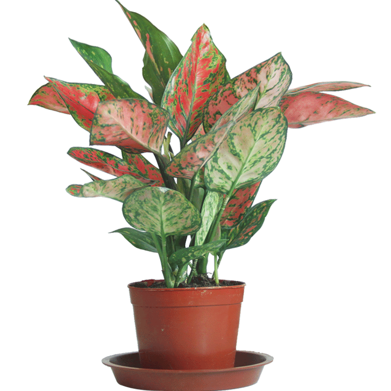 如意皇后彩叶万年青大号0.25