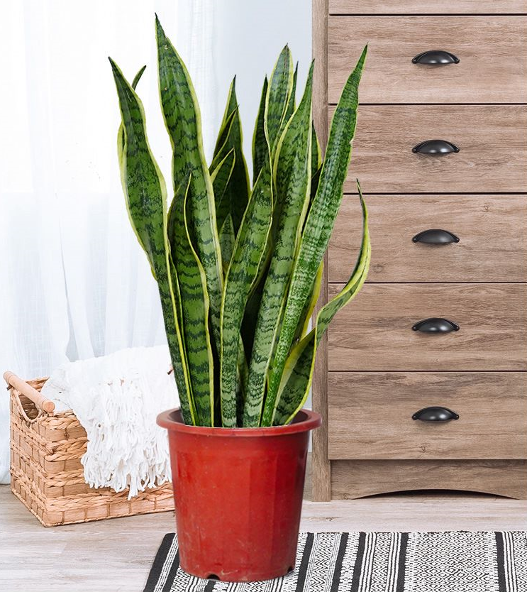 虎皮兰虎尾兰0.8