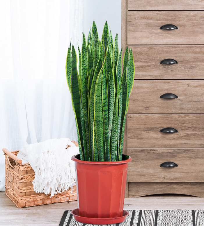 虎皮兰虎尾兰1.0